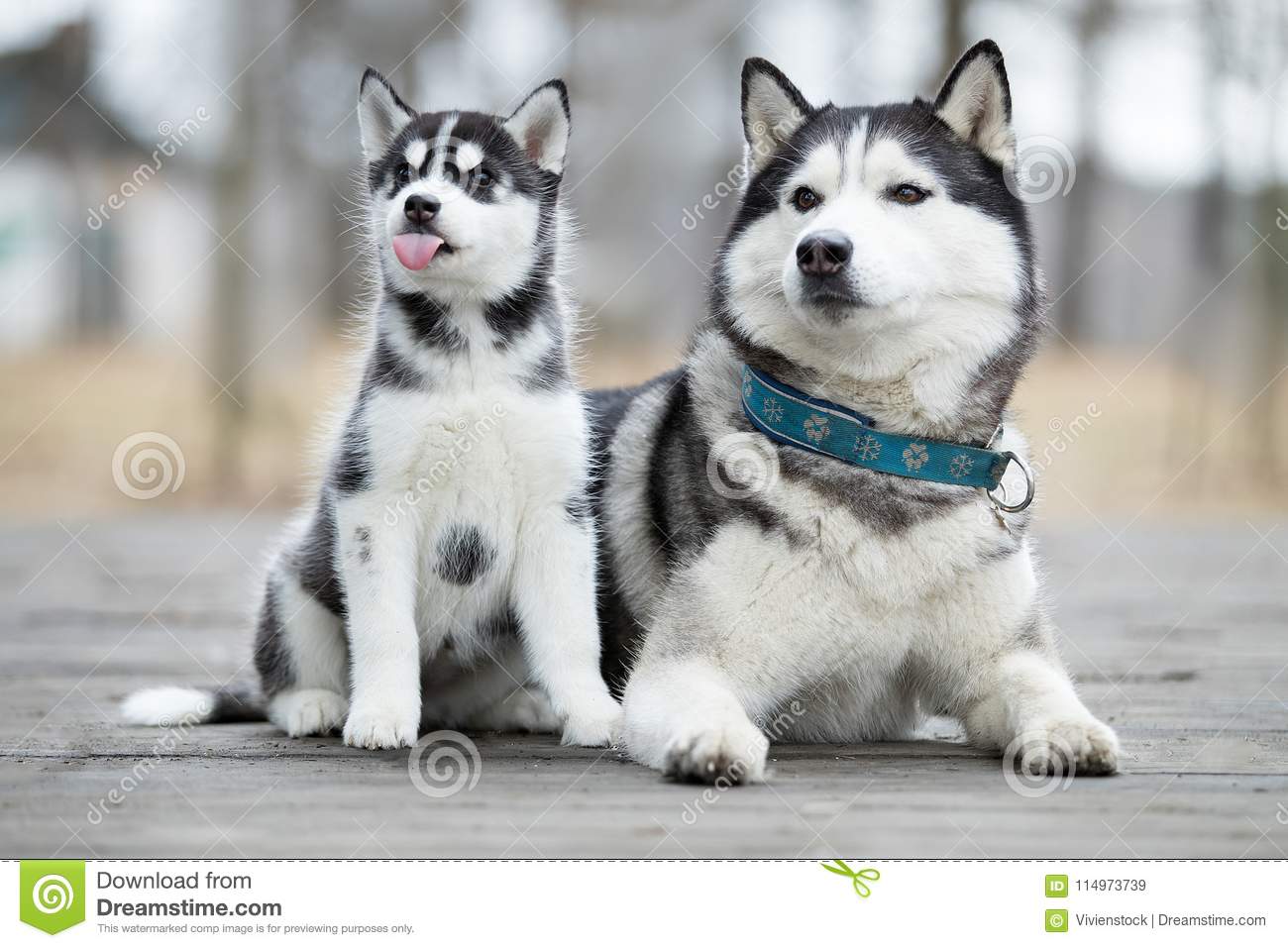 Detail Huskey Dog Pictures Nomer 51