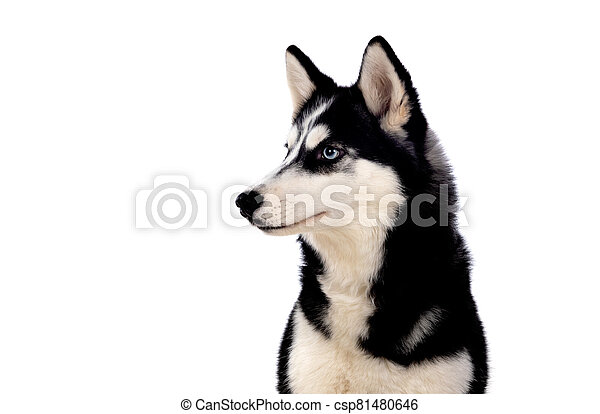 Detail Huskie Images Nomer 44