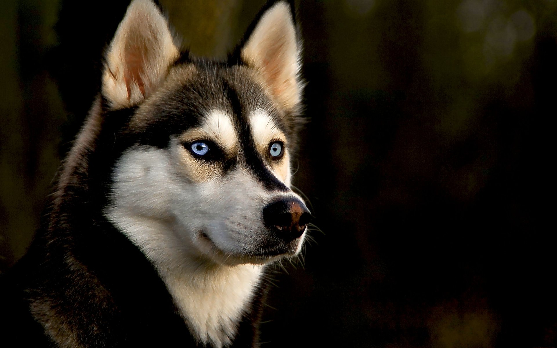 Detail Husky Backgrounds Nomer 20