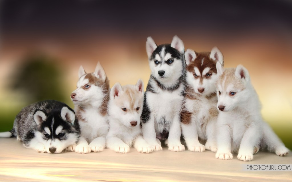 Detail Husky Backgrounds Nomer 44