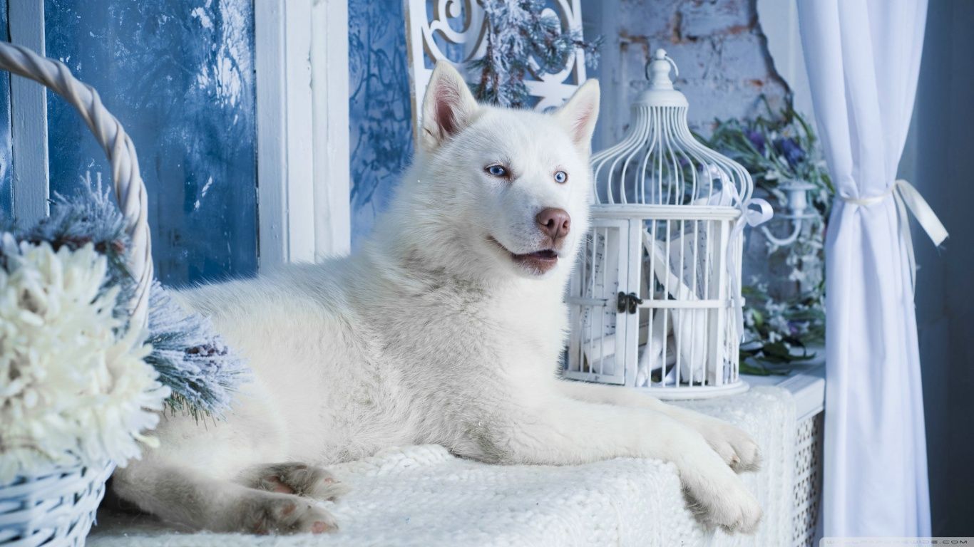 Detail Husky Backgrounds Nomer 49