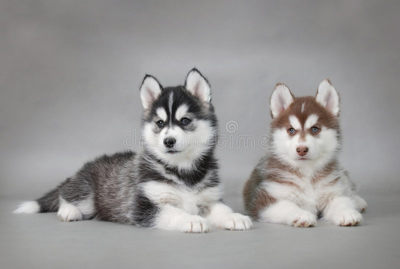 Detail Husky Dog Pics Nomer 20