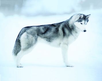 Detail Husky Dog Pics Nomer 6