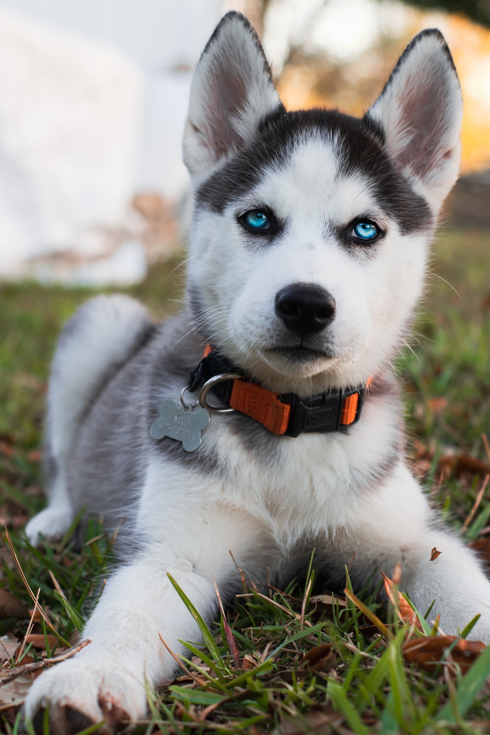 Husky Dogs Pics - KibrisPDR