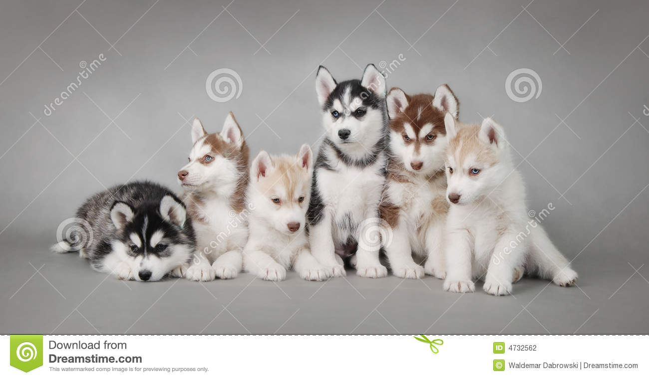 Detail Husky Dogs Pics Nomer 16