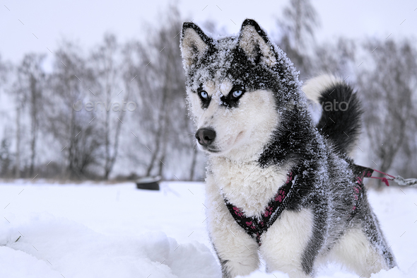 Detail Husky Dogs Pics Nomer 23