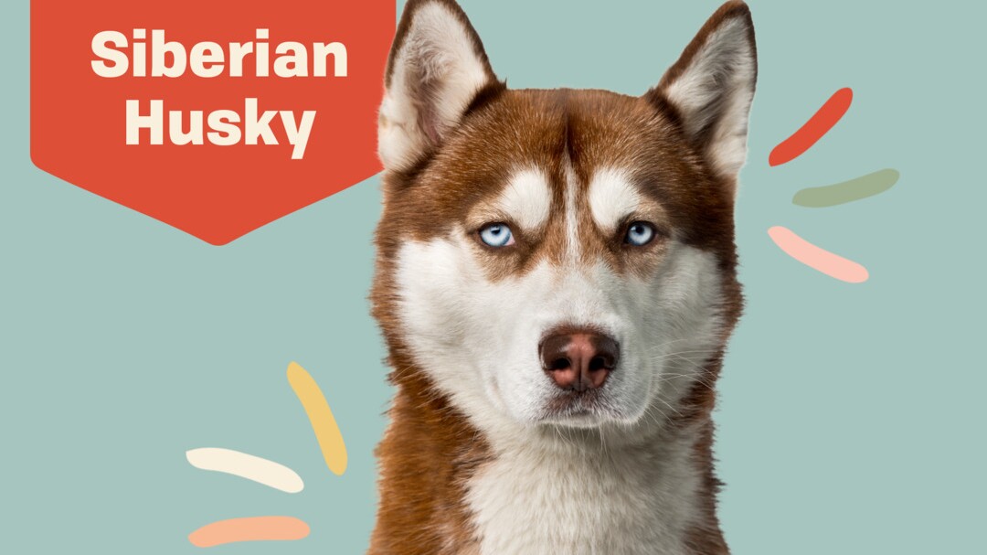 Detail Husky Dogs Pics Nomer 37