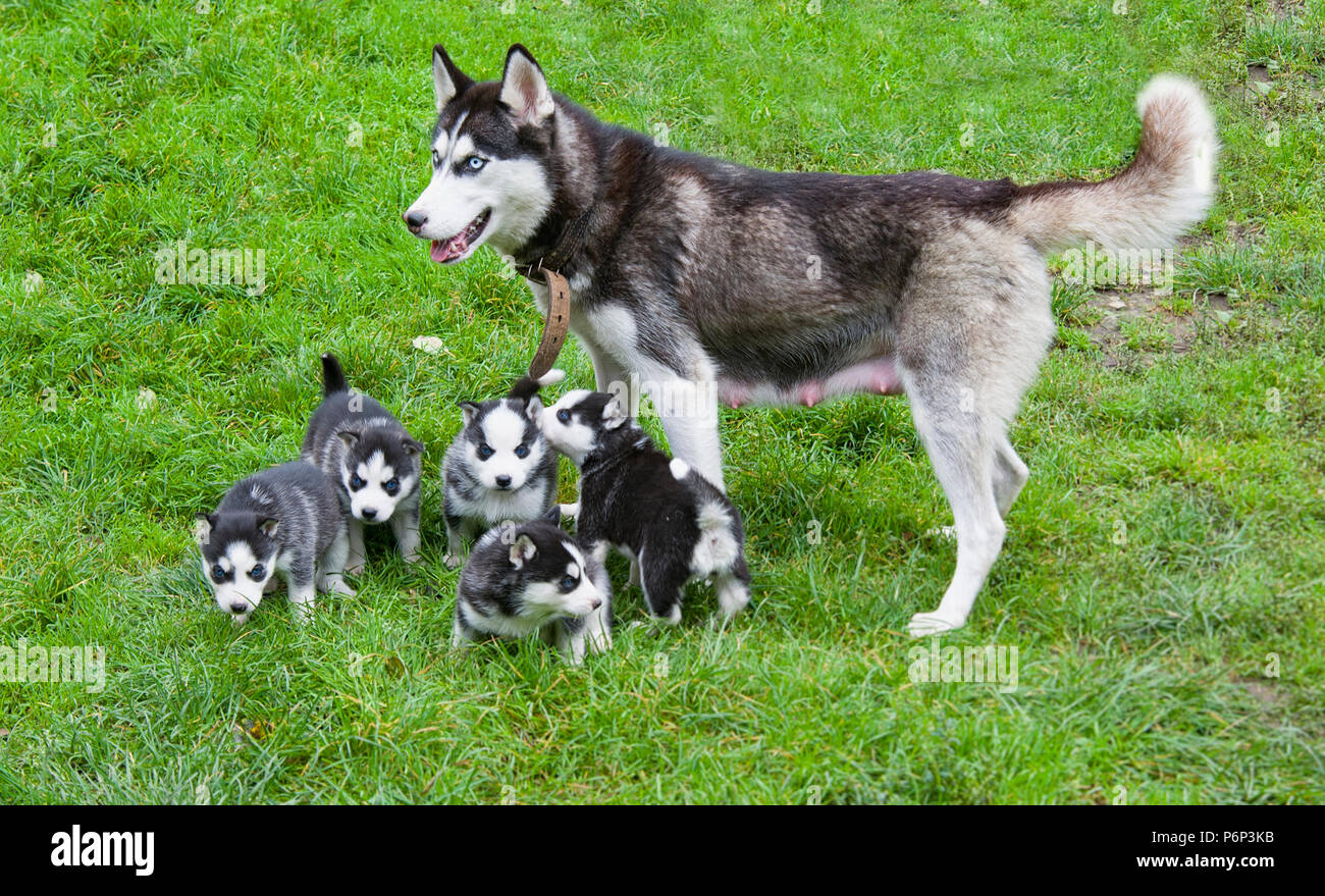 Detail Husky Dogs Pics Nomer 42