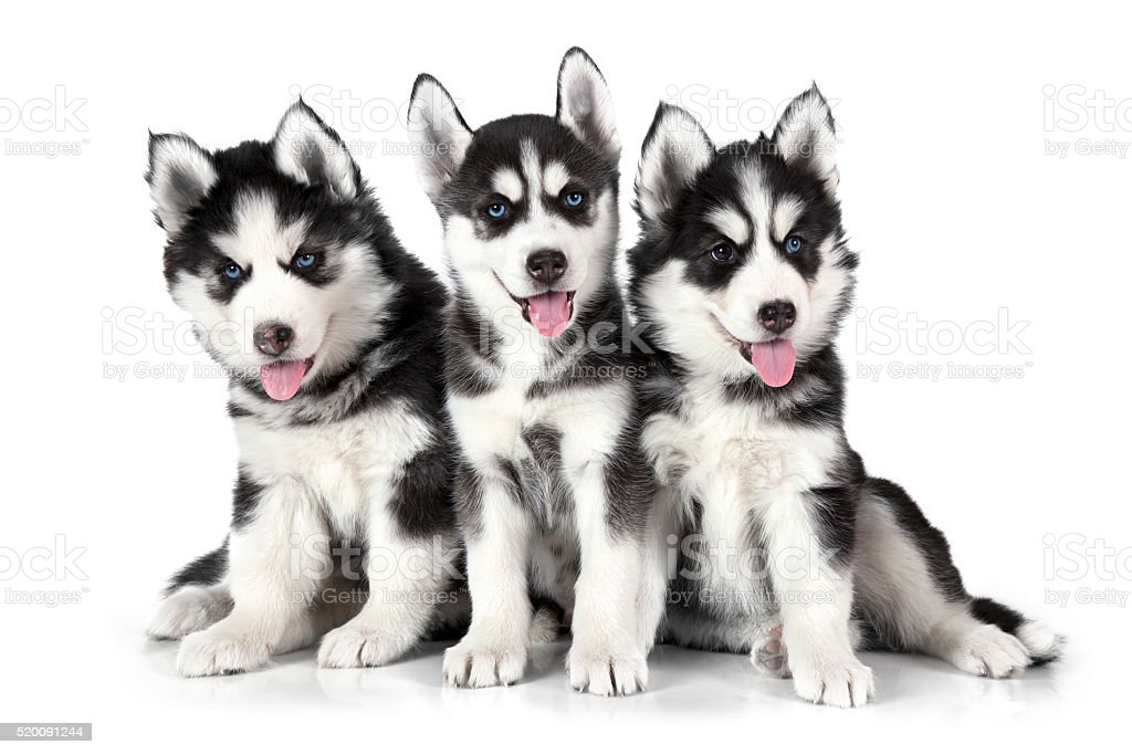 Detail Husky Dogs Pics Nomer 47