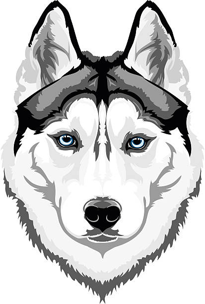 Detail Husky Face Clipart Nomer 12