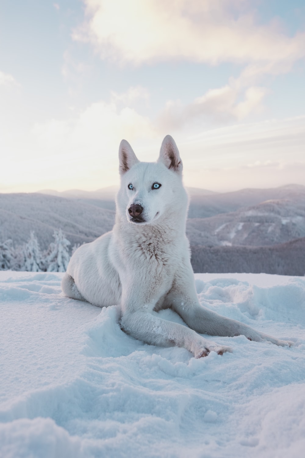 Husky Iphone Wallpaper - KibrisPDR