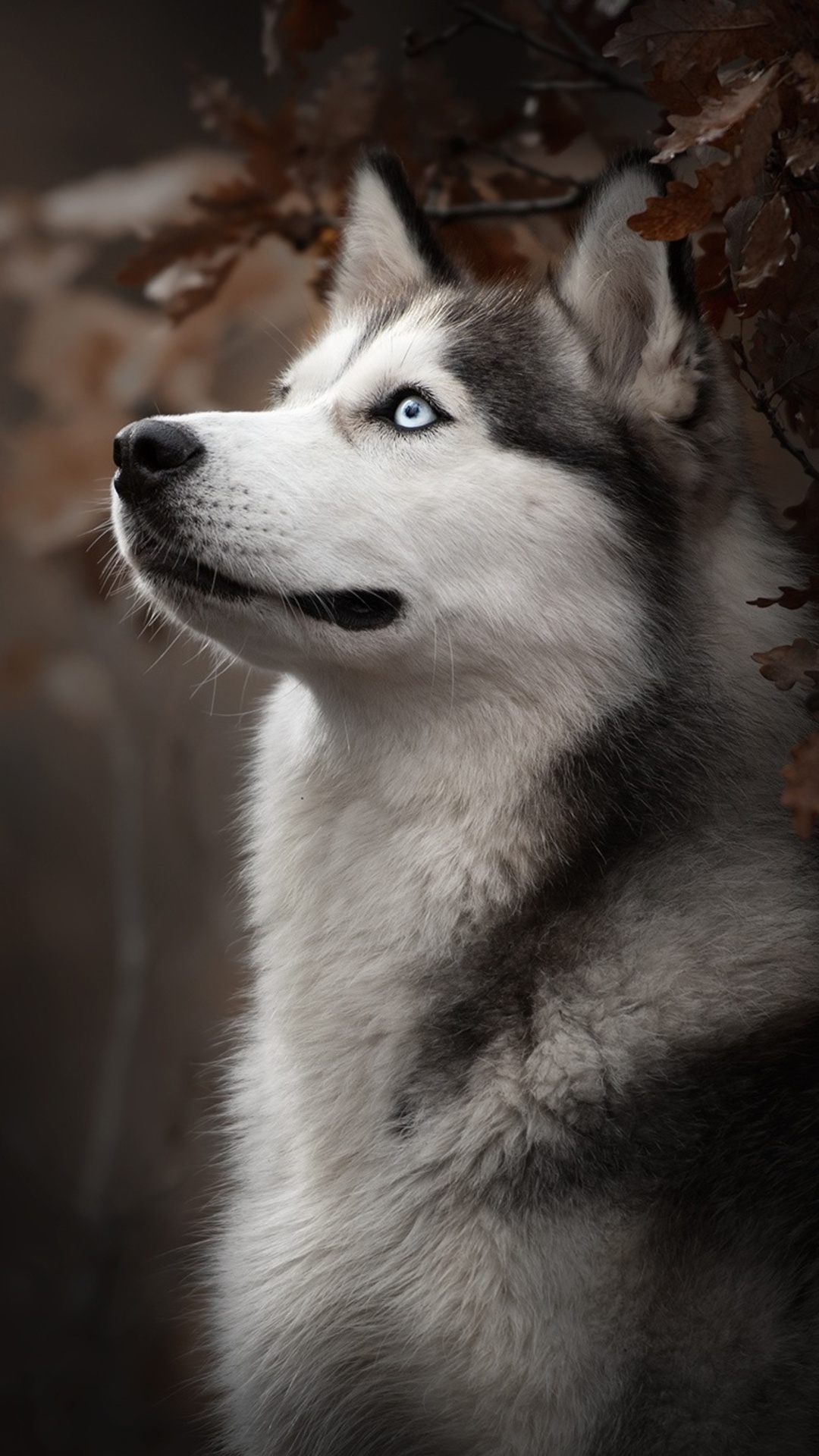 Detail Husky Iphone Wallpaper Nomer 11