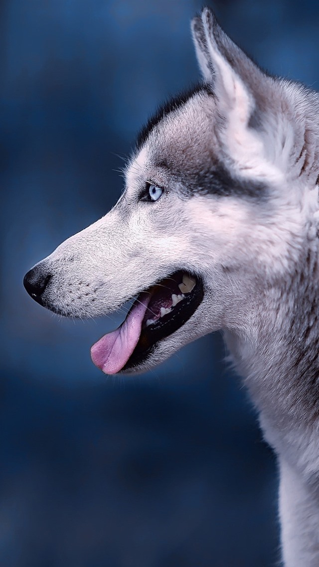 Detail Husky Iphone Wallpaper Nomer 15