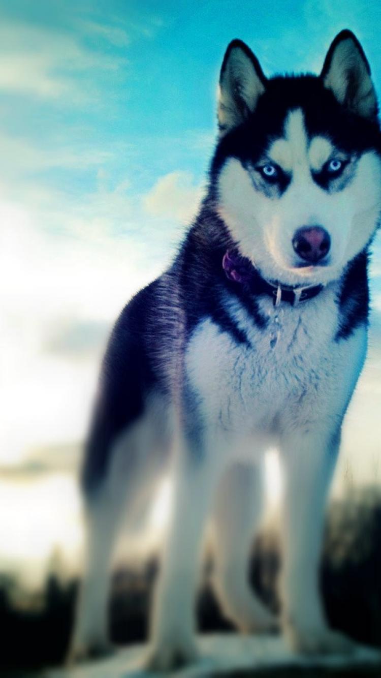 Detail Husky Iphone Wallpaper Nomer 16