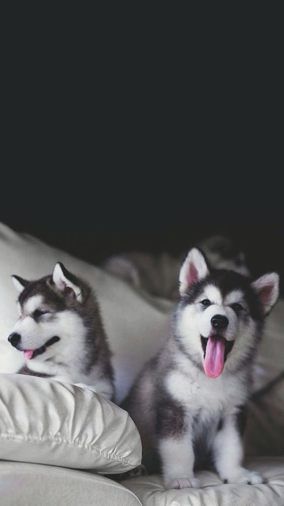 Detail Husky Iphone Wallpaper Nomer 17