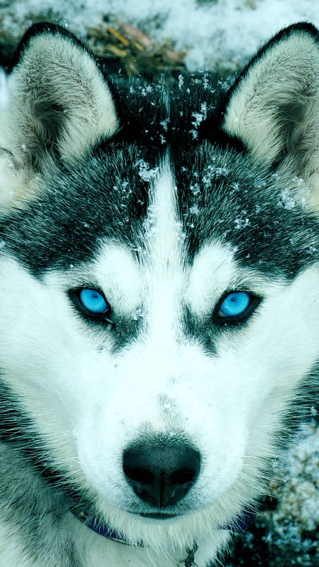 Detail Husky Iphone Wallpaper Nomer 3