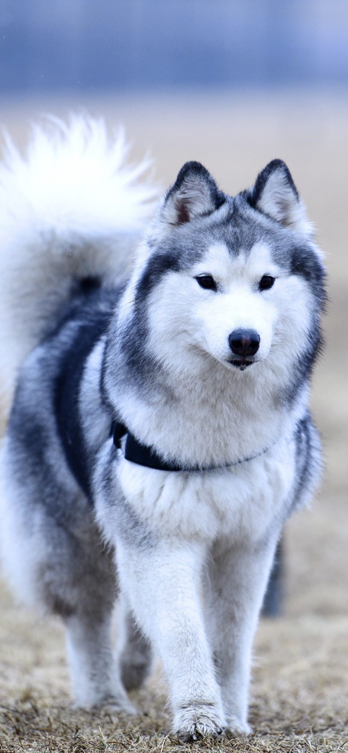 Detail Husky Iphone Wallpaper Nomer 20