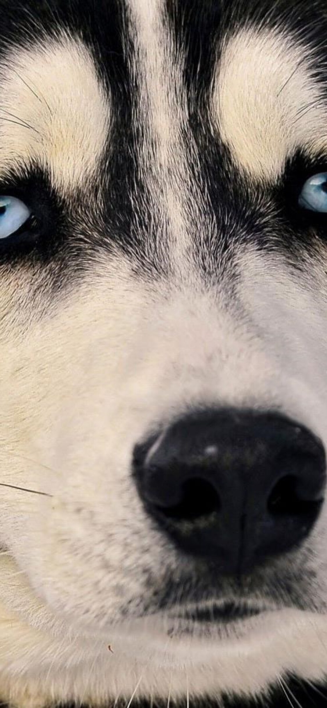 Detail Husky Iphone Wallpaper Nomer 26