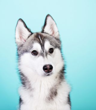 Detail Husky Iphone Wallpaper Nomer 39