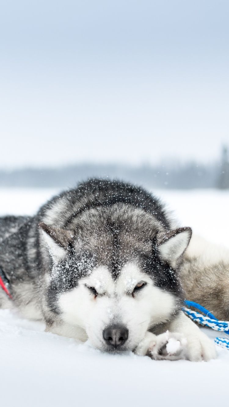 Detail Husky Iphone Wallpaper Nomer 6