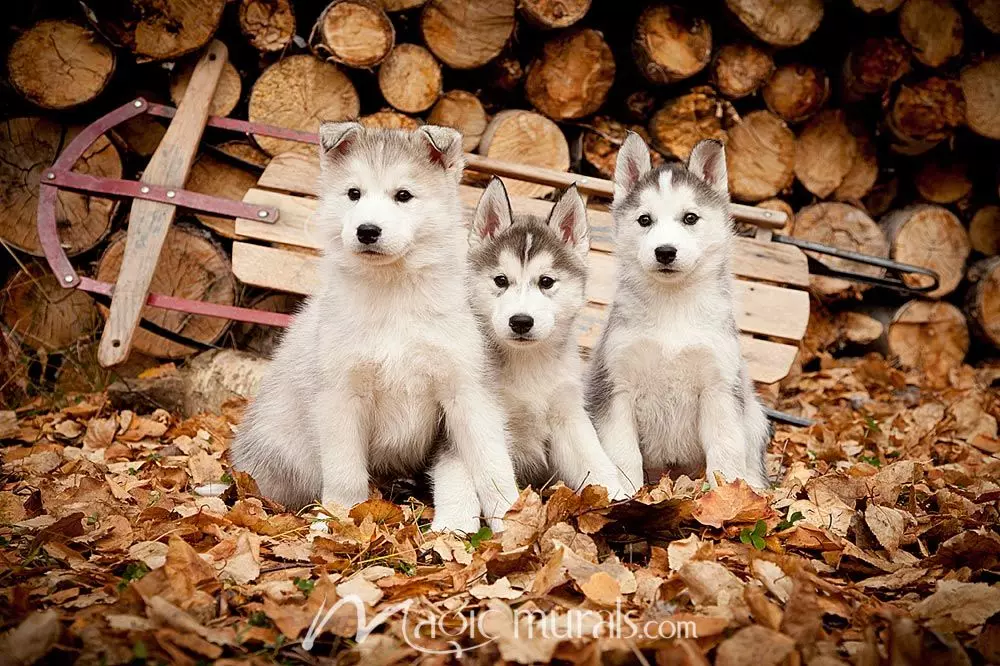 Detail Husky Pics Nomer 55