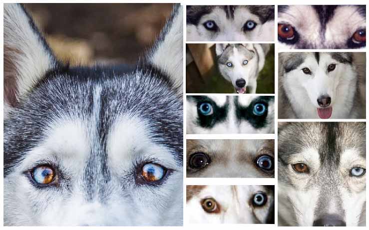 Detail Husky Picture Nomer 40