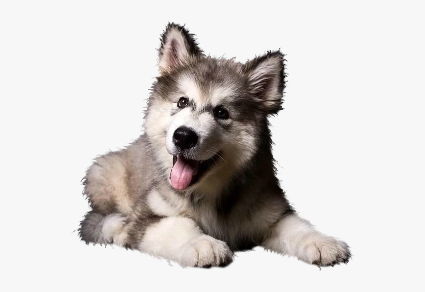 Detail Husky Puppy Png Nomer 2