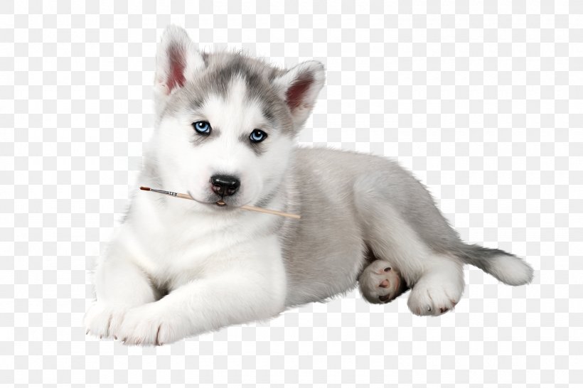 Detail Husky Puppy Png Nomer 11