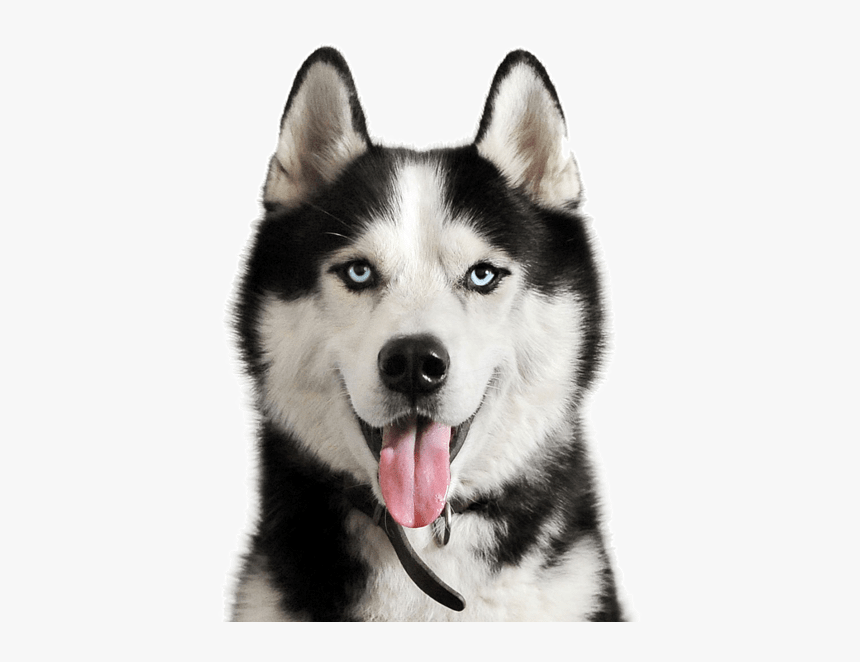 Detail Husky Puppy Png Nomer 12