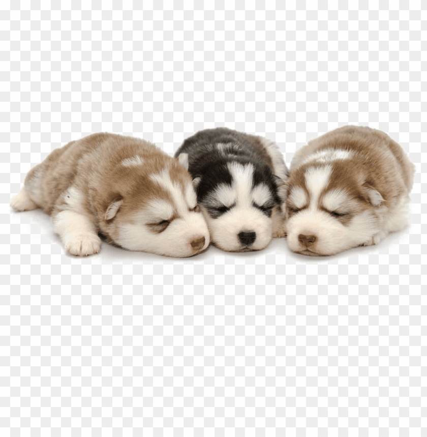 Detail Husky Puppy Png Nomer 13