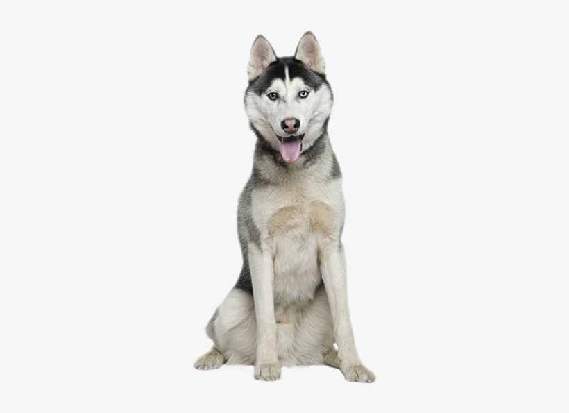 Detail Husky Puppy Png Nomer 15