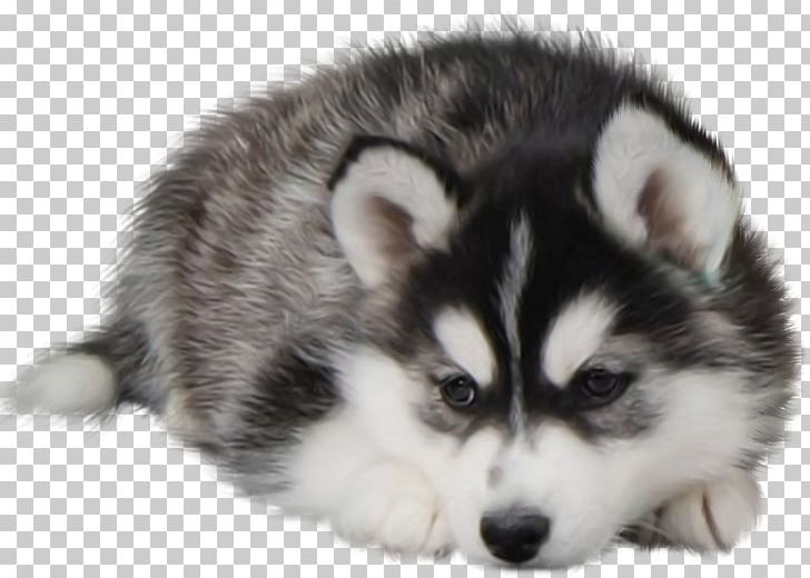 Detail Husky Puppy Png Nomer 17