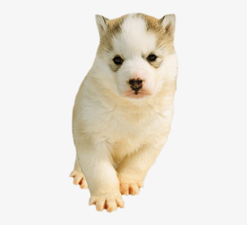 Detail Husky Puppy Png Nomer 18