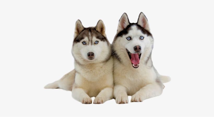 Detail Husky Puppy Png Nomer 19