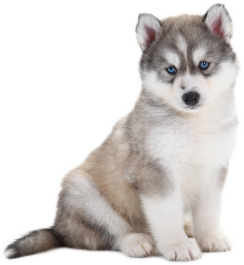 Detail Husky Puppy Png Nomer 3