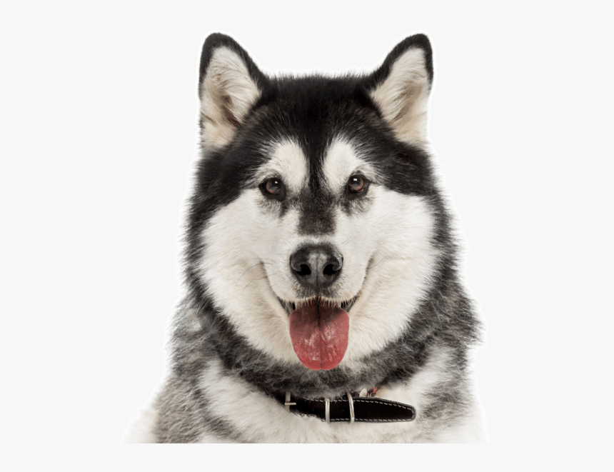 Detail Husky Puppy Png Nomer 23