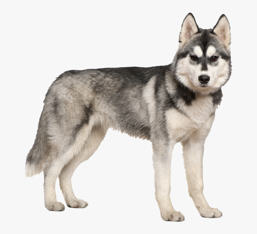 Detail Husky Puppy Png Nomer 26