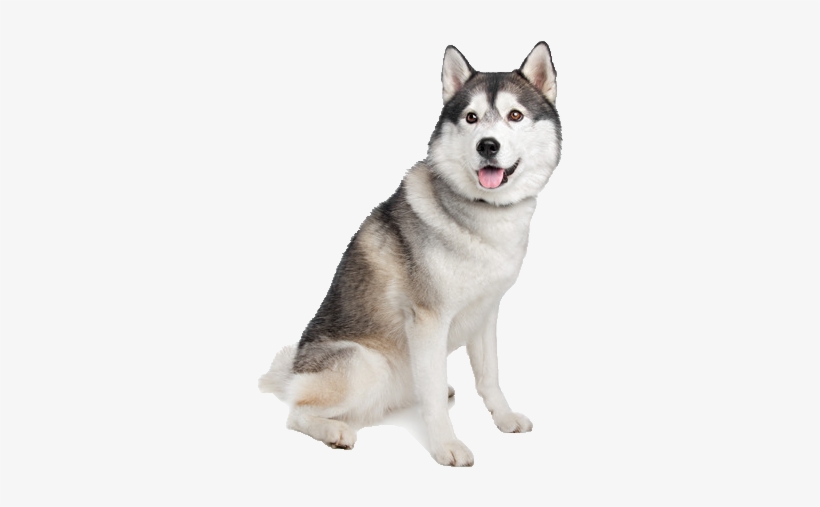 Detail Husky Puppy Png Nomer 4