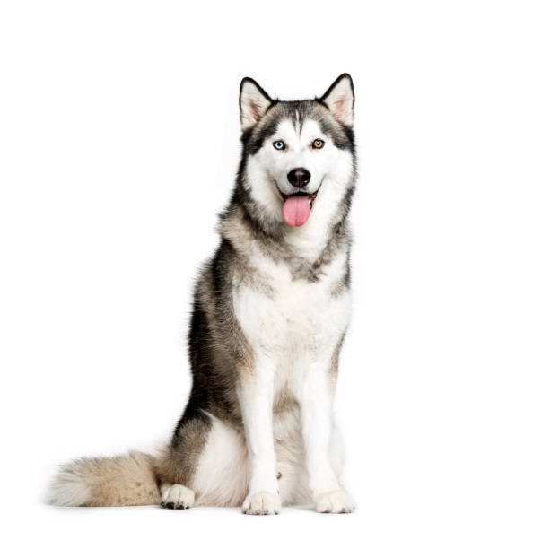 Detail Husky Puppy Png Nomer 28