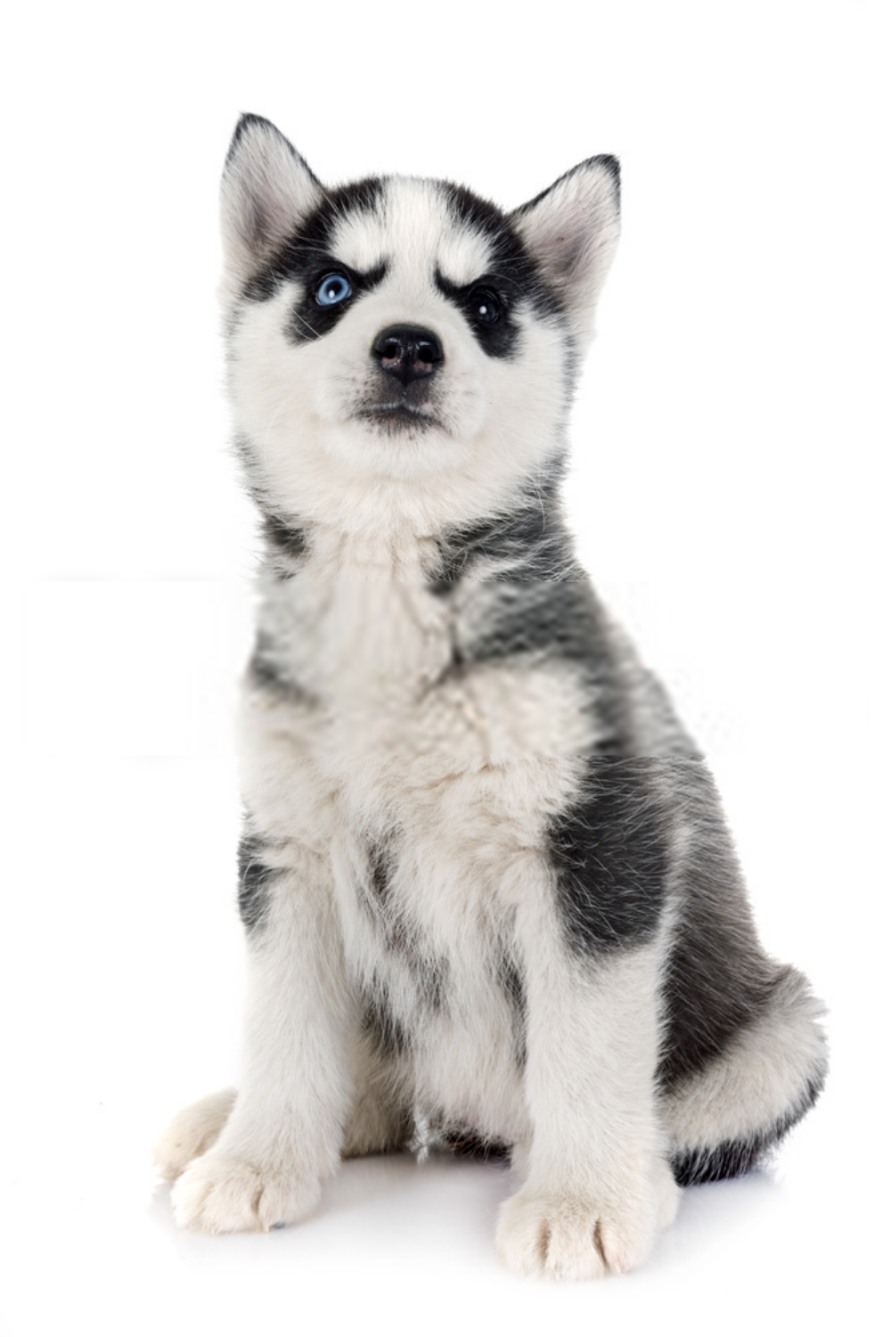 Detail Husky Puppy Png Nomer 32