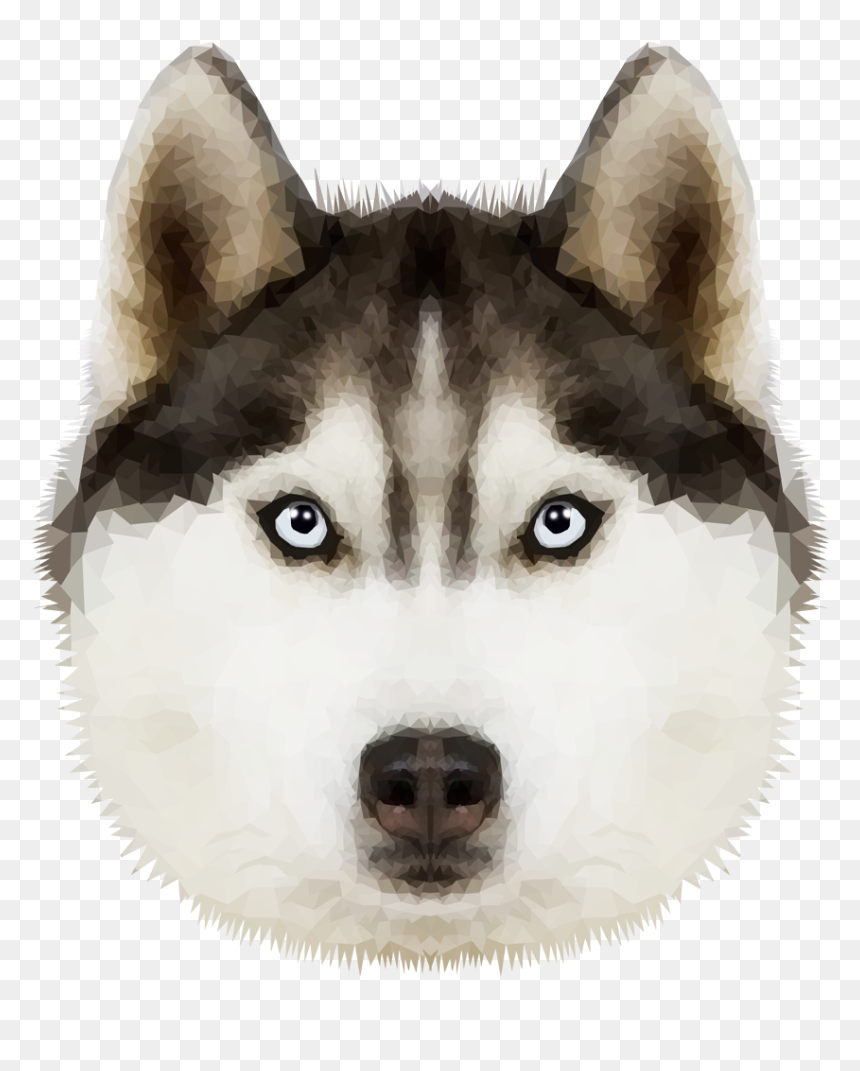 Detail Husky Puppy Png Nomer 44