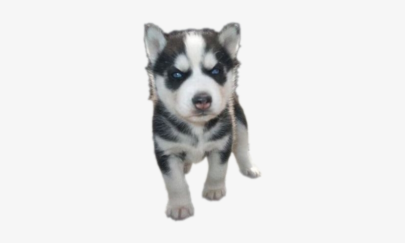 Detail Husky Puppy Png Nomer 6