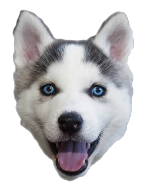 Detail Husky Puppy Png Nomer 47