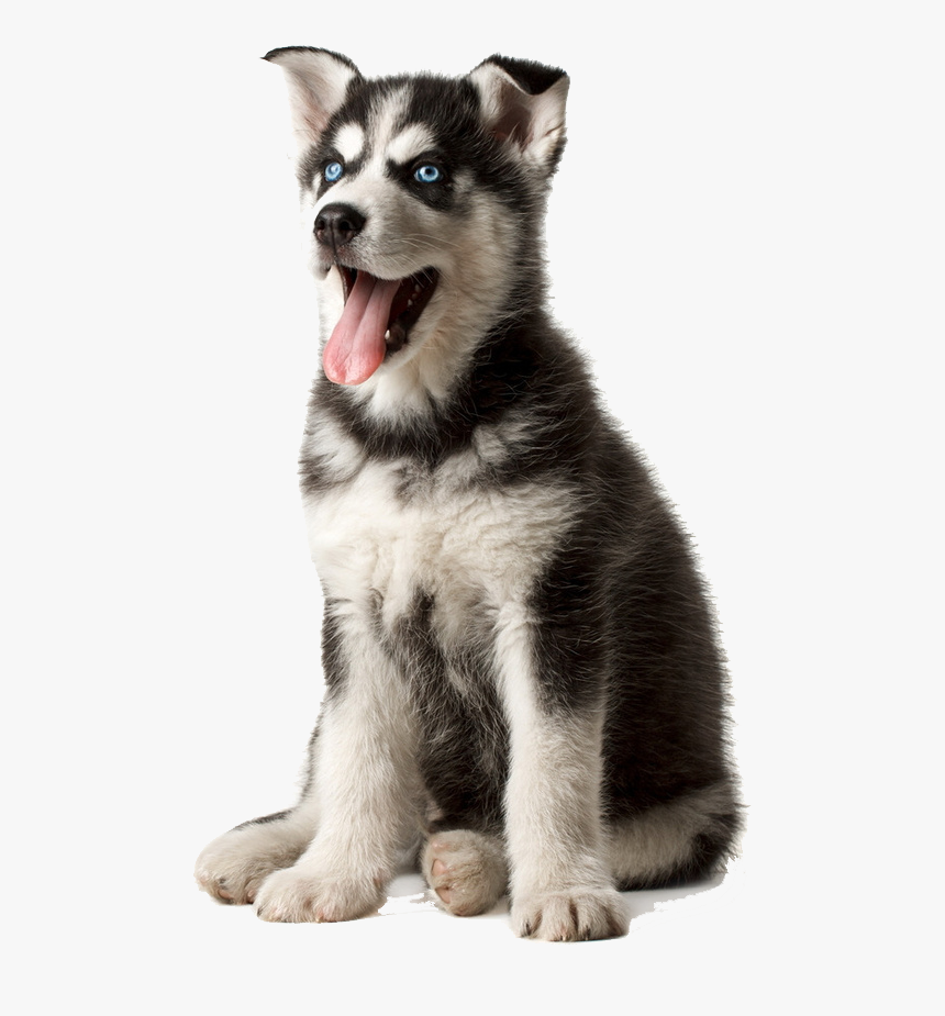 Detail Husky Puppy Png Nomer 8