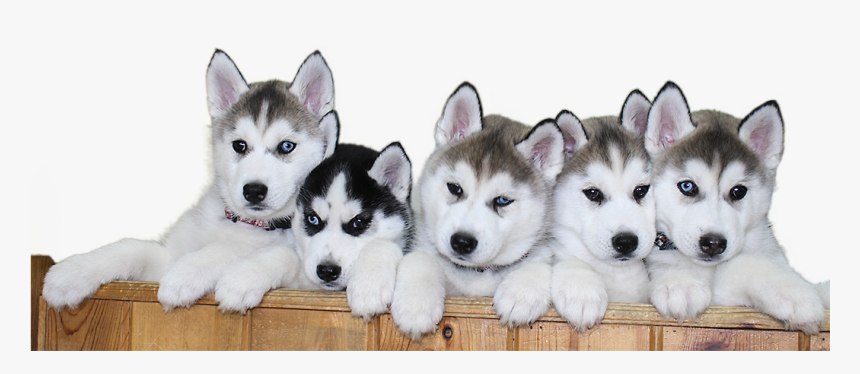 Detail Husky Puppy Png Nomer 9