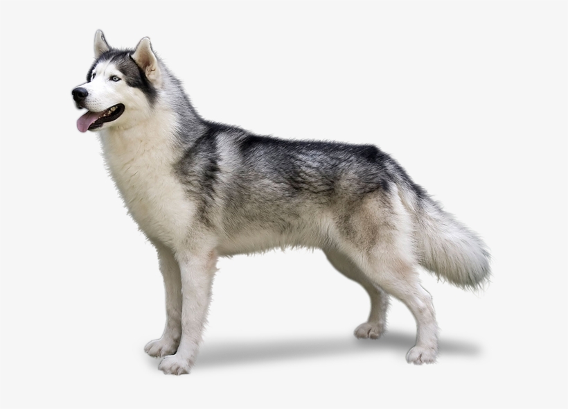 Detail Husky Transparent Background Nomer 13