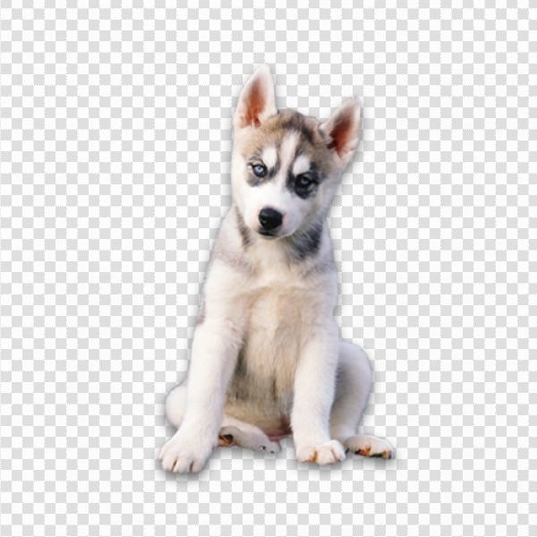 Detail Husky Transparent Background Nomer 18