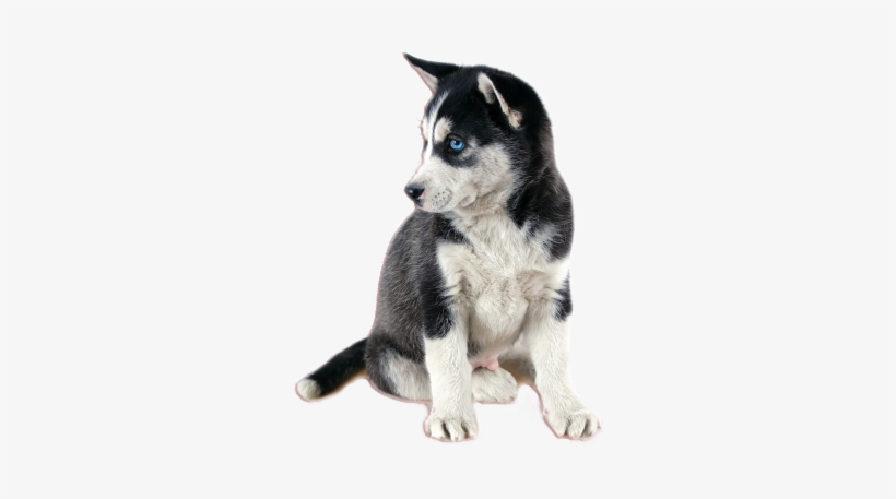 Detail Husky Transparent Background Nomer 33