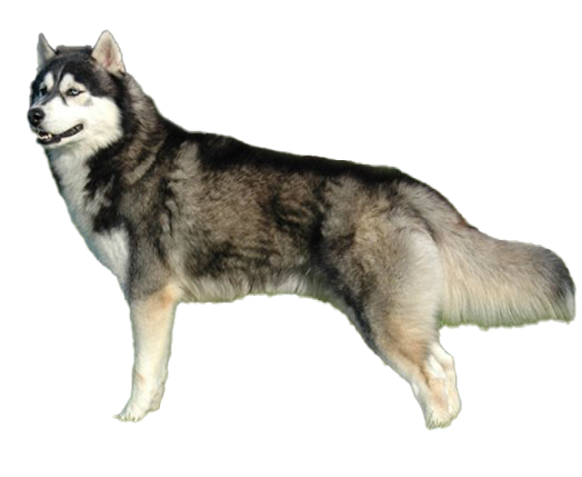 Detail Husky Transparent Background Nomer 41