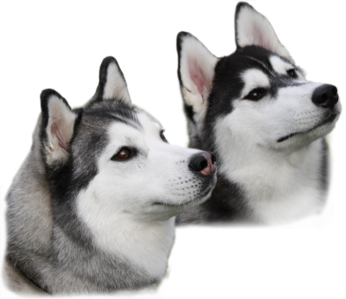 Detail Husky Transparent Background Nomer 49